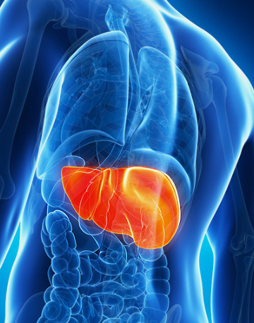 IC Complex Galavit - Supporting the liver